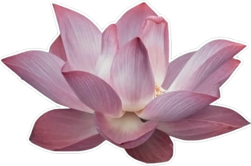 Rose-colored lotus